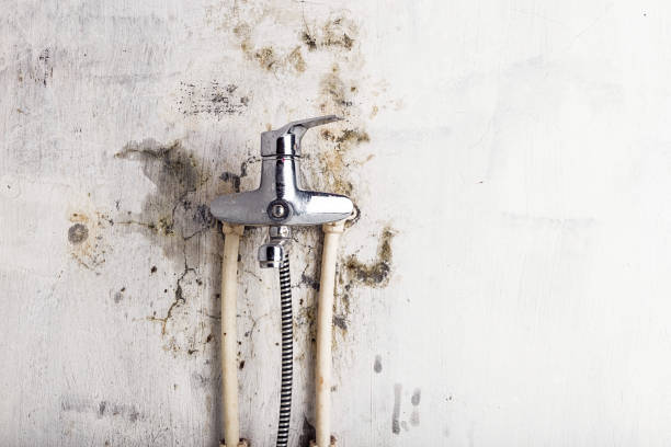 Best Insurance-Related Mold Remediation in Hondo, TX