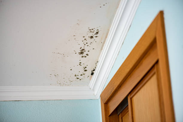 Best Mold Remediation for Specific Building Types in Hondo, TX