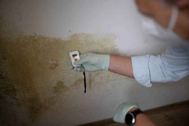 Best Emergency Mold Remediation in Hondo, TX