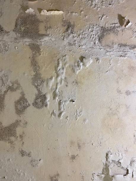 Best Emergency Mold Remediation in Hondo, TX